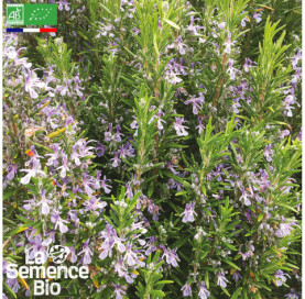 Photo de ROMARIN officinal - La Semence Bio