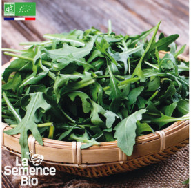 Photo de ROQUETTE cultivée - La Semence Bio