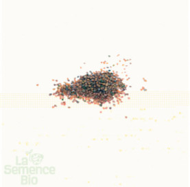 Graines de ROQUETTE cultivée - La Semence Bio