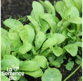 Jeune plant de ROQUETTE cultivée - La Semence Bio
