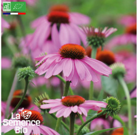 Photo de RUDBECKIA  - La Semence Bio