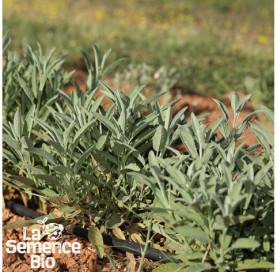Jeune plant de SAUGE officinale - La Semence Bio