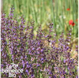 Plant à maturité de SAUGE officinale - La Semence Bio