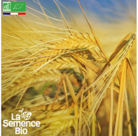 Photo de SEIGLE fourrager - La Semence Bio