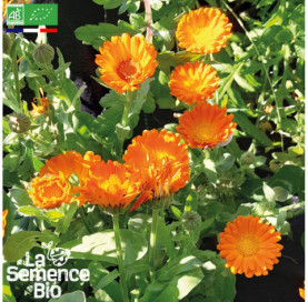 Photo de SOUCI Calendula officinal - La Semence Bio