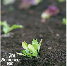 Premières pousses de SOUCI Calendula officinal - La Semence Bio