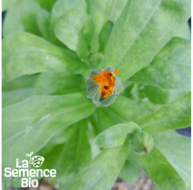 Jeune plant de SOUCI Calendula officinal - La Semence Bio