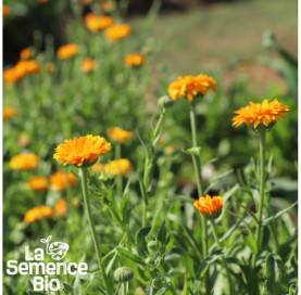 Plant à maturité de SOUCI Calendula officinal - La Semence Bio