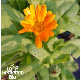 Gros plan de SOUCI Calendula officinal - La Semence Bio