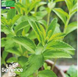 Photo de STEVIA  - La Semence Bio