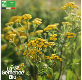 Photo de TANAISIE commune - La Semence Bio