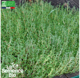 Photo de THYM ordinaire - La Semence Bio