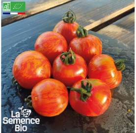 Photo de TOMATE Red Zebra - La Semence Bio