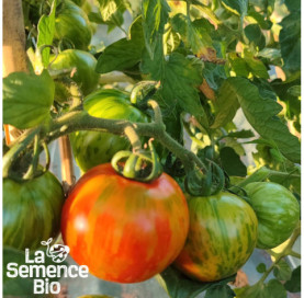 Plant en cours de croissance de TOMATE Red Zebra - La Semence Bio