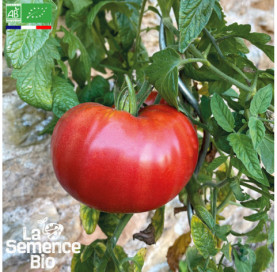 Photo de TOMATE Russe rouge - La Semence Bio