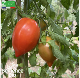Photo de TOMATE Amish Paste - La Semence Bio
