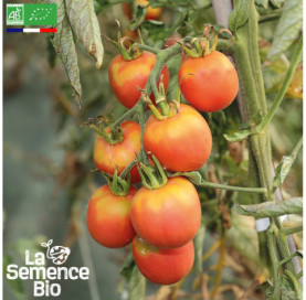 Photo de TOMATE Fuzzi Pêche rose - La Semence Bio