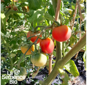 Plant en cours de croissance de TOMATE Fuzzi Pêche rose - La Semence Bio