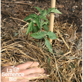 Jeune plant de TOMATE Pêche jaune - La Semence Bio