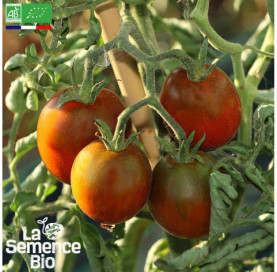 Photo de TOMATE Prune noire - La Semence Bio