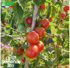 Photo de TOMATE Belle Arlésienne - La Semence Bio