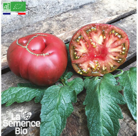Photo de TOMATE Brandywine Joyce - La Semence Bio