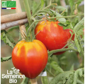 Photo de TOMATE Cur de Buf rouge - La Semence Bio
