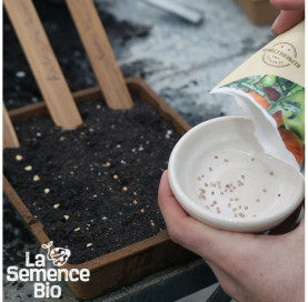 Semis de TOMATE Jan's - La Semence Bio