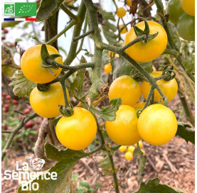 Photo de TOMATE Snowberry - La Semence Bio