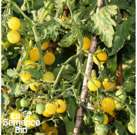 Plant à maturité de TOMATE Snowberry - La Semence Bio