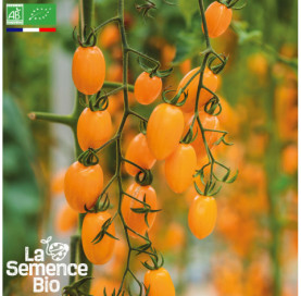 Photo de TOMATE Téton de Vénus jaune - La Semence Bio