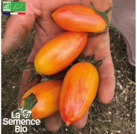 Photo de TOMATE Blush - La Semence Bio