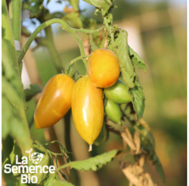 Plant à maturité de TOMATE Blush - La Semence Bio