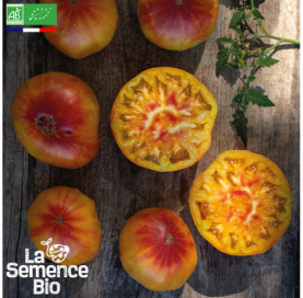 Photo de TOMATE Hawaiian Pineapple - La Semence Bio