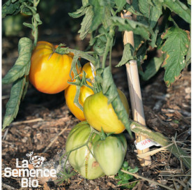 Plant à maturité de TOMATE Hawaiian Pineapple - La Semence Bio