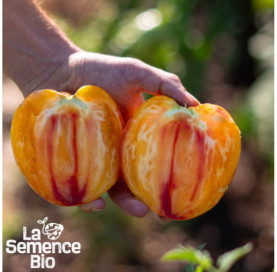 Récolte de TOMATE Hawaiian Pineapple - La Semence Bio