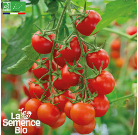 Photo de TOMATE Délice des Jardiniers - La Semence Bio