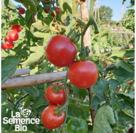 Plant à maturité de TOMATE Délice des Jardiniers - La Semence Bio