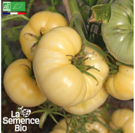 Photo de TOMATE Beauté Blanche - La Semence Bio