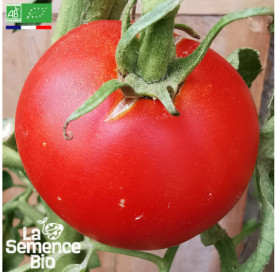 Photo de TOMATE Charnue de Huy - La Semence Bio