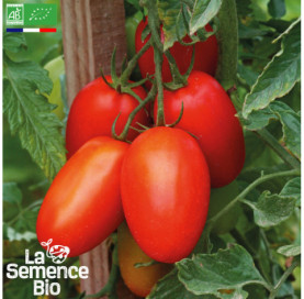 Photo de TOMATE Prince Borghese - La Semence Bio