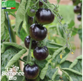 Photo de TOMATE Osu Blue - La Semence Bio