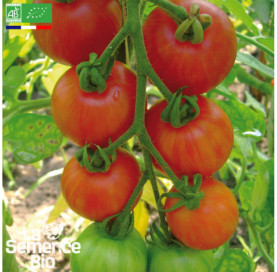 Photo de TOMATE cocktail Tigrella Bicolore - La Semence Bio