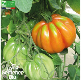 Photo de TOMATE Albenga rouge ou Liguria - La Semence Bio