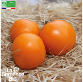 Photo de TOMATE Orange Queen - La Semence Bio