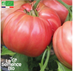 Photo de TOMATE Rosa - La Semence Bio