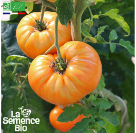 Photo de TOMATE Summer Cider - La Semence Bio