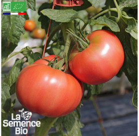Photo de TOMATE 1884 - La Semence Bio