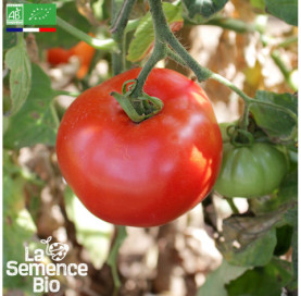 Photo de TOMATE Reine des Hâtives - La Semence Bio