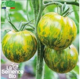 Photo de TOMATE Green Zebra - La Semence Bio